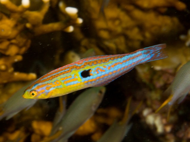 Minilabrus Striatus